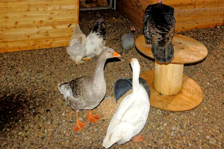 Marché de Noël 2025-12-05 11