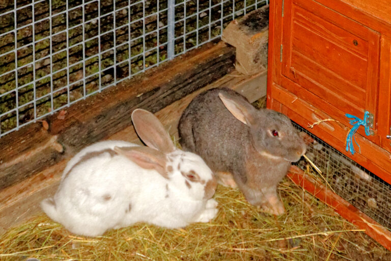 Marché de Noël 2025-12-05 32