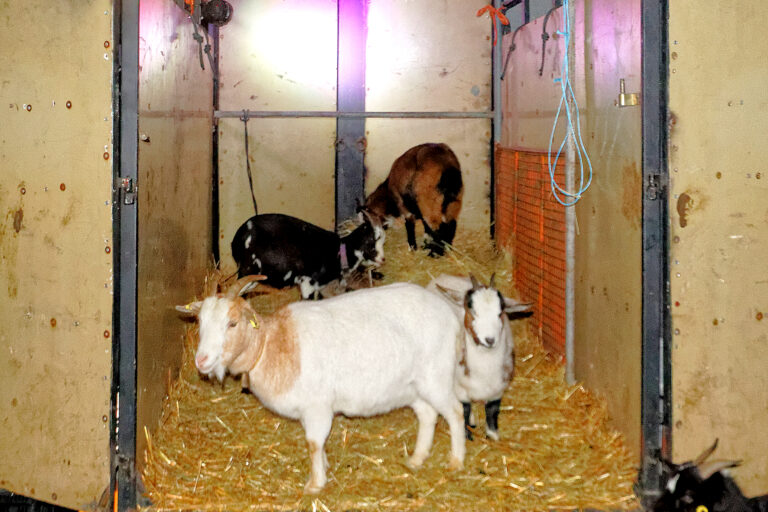 Marché de Noël 2025-12-05 43