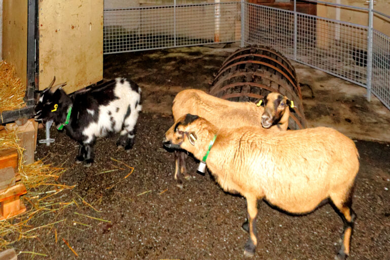 Marché de Noël 2025-12-05 44