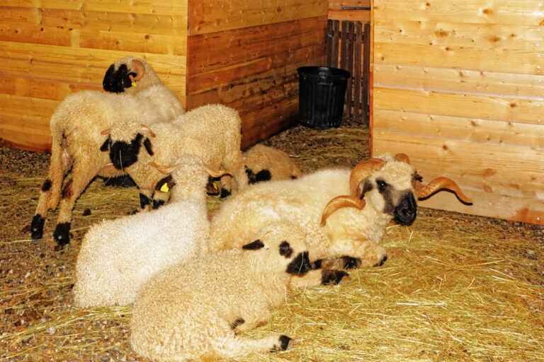 Marché de Noël 2025-12-05 54